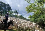 Animales recuperados en yby Ya'u