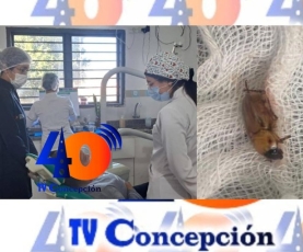 PROCEDIMIENTO EN SAN ALFREDO: EXTRAEN UN INSECTO DEL OÍDO DE UNA PACIENTE