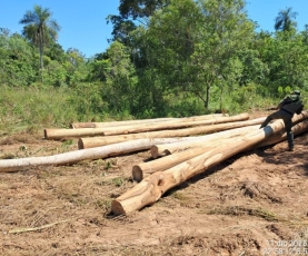 APREHENDEN A SEIS PERSONAS POR TALA INDISCRIMINADA EN RESERVA FORESTAL