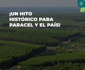 Celebramos un hito histórico para Paracel: el registro del Proyecto Forestal de Carbono Paracel ARR y la aprobación de nuestros primeros créditos de carbono