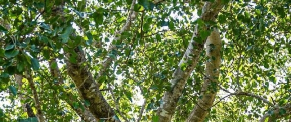 MAJESTUOSO GUAPO’Y DE PASO BARRETO Y ARMONIOSA IMAGEN DEL DEPARTAMENTO GANAN CONCURSO NACIONAL