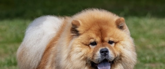 DENUNCIÓ A SU HERMANO POR EL HURTO DE SUS CACHORROS