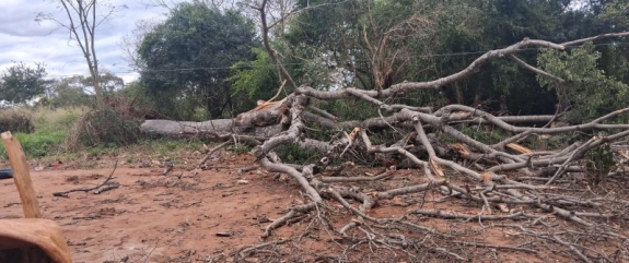 FUERTES VIENTOS PROVOCAN CAÍDA DE ÁRBOL Y MUERTE DE DOS PERSONAS EN PUENTESIÑO