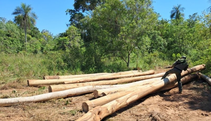 Rollos de palo aya listos para transportar