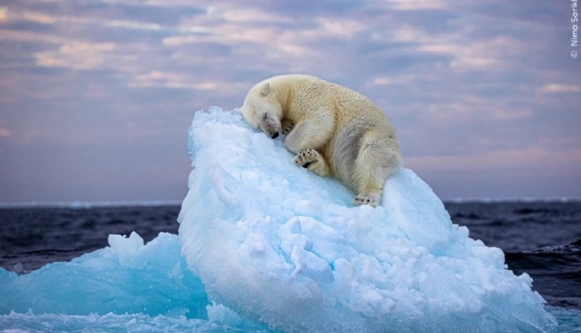 Más de 75.000 personas votaron en el concurso y Cama de hielo fue elegida de una lista restringida de 25 imágenes.