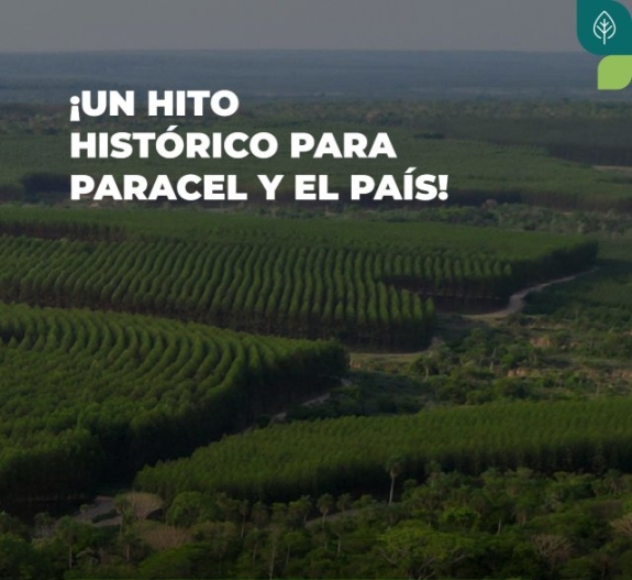 Celebramos un hito histórico para Paracel: el registro del Proyecto Forestal de Carbono Paracel ARR y la aprobación de nuestros primeros créditos de carbono